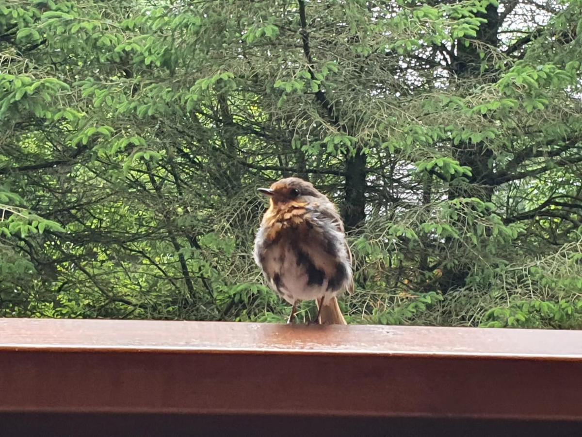 Forest Lodge Log Cabin - Ireland Балліконнелл Екстер'єр фото